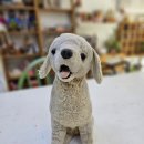 수선동물병원 이미지