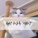 냥만미용실 | 대전 스트레스 없는 고양이 미용실 이쁘냥 랙돌 첫 미용 후기