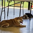 왈가왈부 반려견센터 이미지