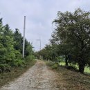 원주굽이길 18코스 반계리은행나무길 이미지