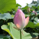 삼지연못 이미지