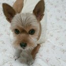 늘 동물병원 이미지