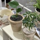 커스텀텍 | 창원 가로수길 커스텀 화분 소품샵｜식물 가득한 감성 공간 [사이사이에]