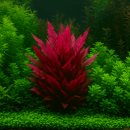 도신자원 | “붉은 수초 추천 1순위! 레이넥키 미니 키우기 A to Z