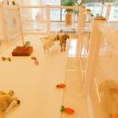 토토애견 이미지