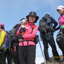 삐삐애견 이미지