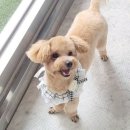 본애견미용실 이미지