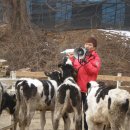 임실치즈피자 이미지