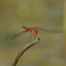 고추잠자리 이미지