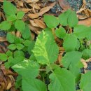 오동나무농장 이미지