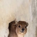 바위너구리 이미지