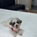 돌봄 | [태안여행] 애견펜션 돌봄 이용후기｜강아지와 함께한 안면도 숙박 추천