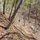제627차 경남 밀양 운문산 100대명산 영남알프스 산행(26.3.17)안내 이미지