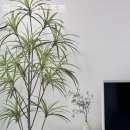 아마스빌 리조트 이미지