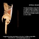 내복사근 (Internal Obliques) - 7.31 수업관련 이미지