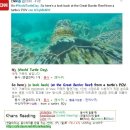 #CNN #KhansReading 2017-05-24-1 here's a look back at the Great Barrier Reef from a turtle's POV 이미지