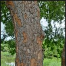 느릅나무집 이미지