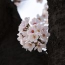 서울 국립현충원 수양벚꽃 이미지