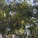 세구지5 이미지