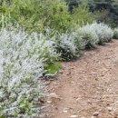 바람고개길 이미지