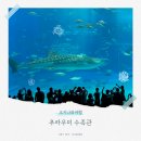 로얄수족관 | 오키나와 북부여행 5살아이랑 추라우미수족관 돌고래쇼시간 및 고래상어 관람후기