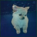 바우와우 이미지