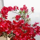 아젤리아 이미지