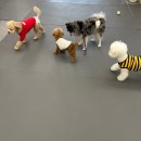 에덴유치원 | 신나게 뛰노는 우리 강쥐의 천국, 에덴애견유치원호텔 후기