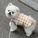 뮤니쿤트 | 강아지 입히기 쉬운 겨울옷, 후리스 추천 | 뮤니쿤트 트럼 플리스 후기