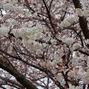 평택대학교 | 평택 벚꽃축제 2026 평택대학교 벚꽃 개화 실시간 공유