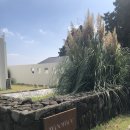 위미그라스 | [서귀포] 귤밭 뷰 감성카페 디저트 맛집 '우미' 솔직후기