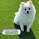 김기혁 동물병원 평택동점 | [정보] 평택시 2025년 하반기 광견병 무료 예방접종기간 (10/2~10/31)