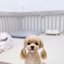 사르르몽몽 이미지