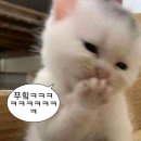 떡칠닷컴 네이버블로그