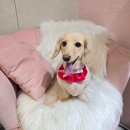 개이쁘댕 이미지