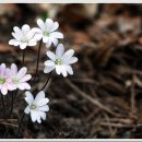 삼오초등학교 이미지
