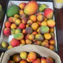 안덕농장 이미지