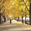 곡교천 은행나무길 이미지