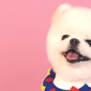 퀸펫살롱 이미지