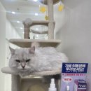 라온메디칼 | 고양이 엑소좀 시술 후기 │ 두카메디컬센터 두카즈5기 활동 마무리