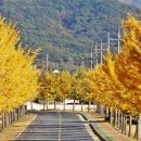 은행나무 이미지