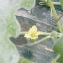 수정하우스2 이미지