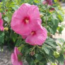 안성대로 이미지