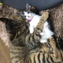 그루밍 사랑 이미지