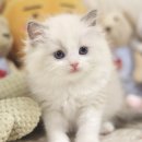 동촌캣 네이버블로그
