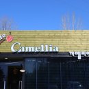 까멜리아(우베베) 이미지