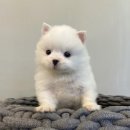 아띠퍼피 이미지