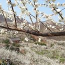 [돌고래여행사] 3월16일(토) 광양 매화꽃 축제 + 구례 산수유 축제 하루만에 정복 이미지