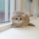 울산 고양이분양 미유펫 이미지