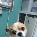 스담멍스 이미지